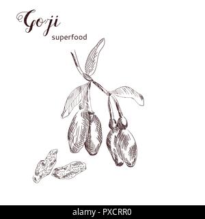 Goji berries hand drawn illustration. Goji plant branch with berries hanging on it. Dried superfood goji berries vector. Stock Vector