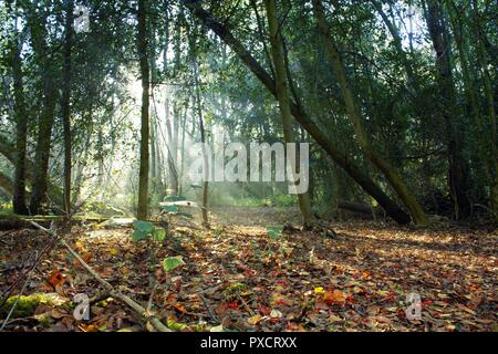 Morning sunlight shining through woodland trees onto leafy path Stock Photo