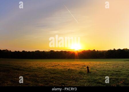 Puppy watching aeroplane in sky above beautiful sunrise in grassy field Stock Photo