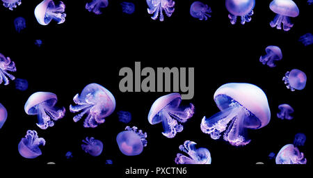 Jellyfish meduse white space for text animal background black underwater marine wildlife Stock Photo