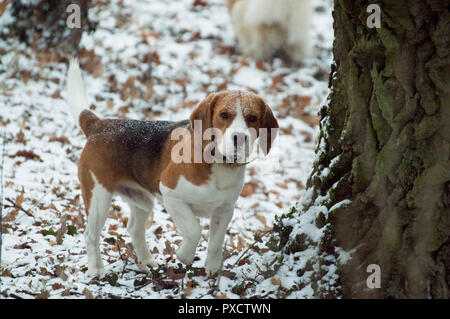 Sweet little dog stands in the snow covered park and listens to something Stock Photo