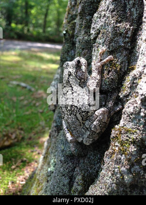 grey gray camouflaged tree frog toad blending in on tree trunk Stock Photo