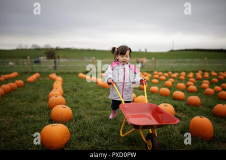 toddler girl picking pumpkin in farm Stock Photo