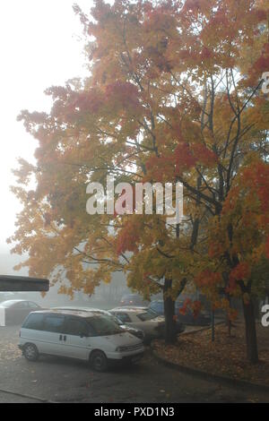 early autumn morning on empty street with milky fog and bright foliage Stock Photo