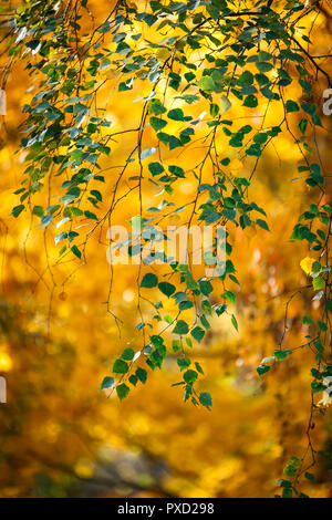 Yellow Birch leaves branches, bokeh background. Autumn spring ...