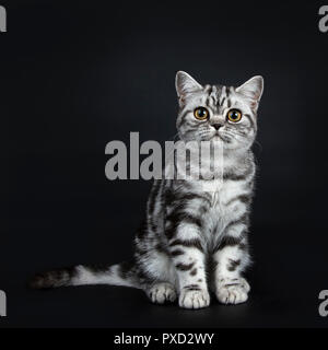 Excellent black silver tabby blotched British Shorthair cat kitten straight up front view and looking curious straight at camera, isolated on black ba Stock Photo