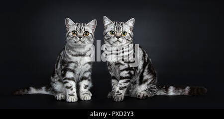 Two excellent black silver tabby blotched British Shorthair cat kittens sitting straight up front view and looking curious straight at camera, isolate Stock Photo