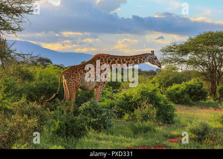 African giraffe on the masai mara kenya africa Stock Photo