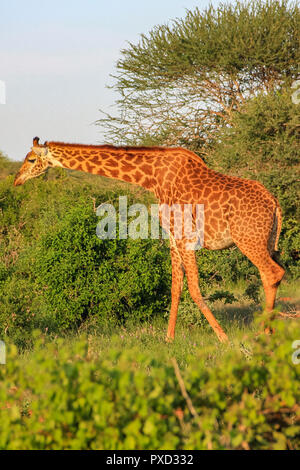 African giraffe on the masai mara kenya africa Stock Photo