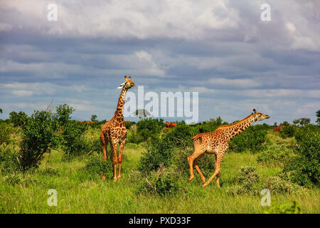 African giraffes on the masai mara kenya africa Stock Photo