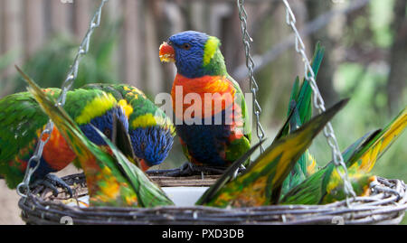 RAINBOW LORIKEETS FEEDING AT DRUSILLAS PARK Stock Photo