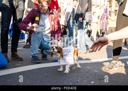 Demonstrators marched along Westminster with signs, banners and dogs to call for a People's Vote on a second Brexit referendum. Amongst them, a dog we Stock Photo