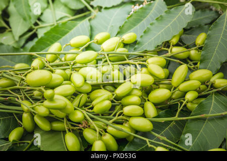 Medicinal neem leaves with fruits close up. Stock Photo