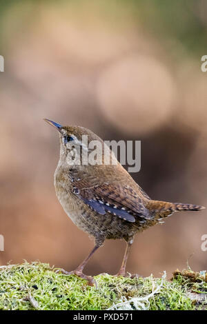 A wren in autumn in mid Wales Stock Photo
