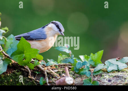 European nuthatch foraging in mid Wales Stock Photo