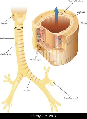 True or False: The trachea has approximately 15-20 C shaped cartilage rings.  | Homework.Study.com