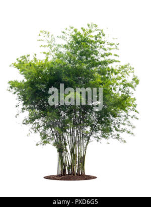 Fresh bamboo tree and leaves isolated on white Stock Vector Art