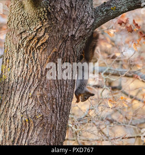 A squirrel hanging upside down from a tree branch and eating Stock Photo