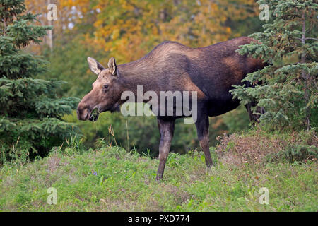 Female Moose in Kincaid Park Anchorage Alaska Stock Photo