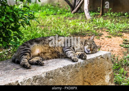 Cat resting on ancient ruins Stock Photo