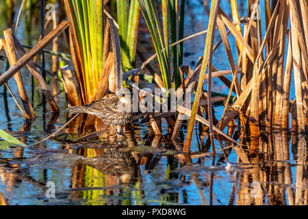 Female red-winged blackbird (Agelaius phoeniceus) on a cattail in the marsh. Stock Photo