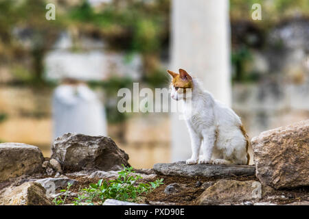 Cat on the stones of the ancient Acropolis Stock Photo