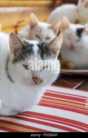 Cats snuggling together, close up Stock Photo