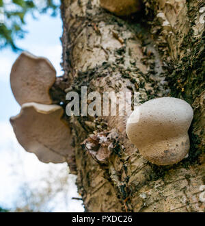 Fomitopsis betulina, birch polypore, birch bracket, or razor strop fungus growing on dead silver birch tree trunk, in woodland, East Lothian,Scotland, Stock Photo