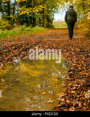 Older man walking on Autumn leaf covered path with puddle reflections, Butterdean wood, Woodland Trust, East Lothian, Scotland, Uk Stock Photo