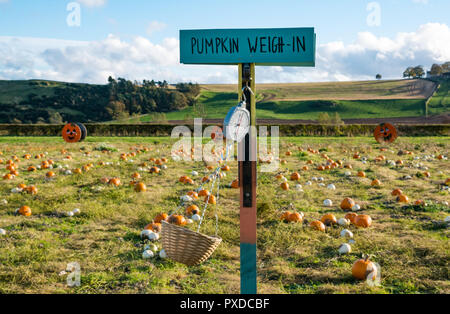 Pumpkin weighing scale in pick your own pumpkin field in October, East Lothian, Scotland, UK Stock Photo