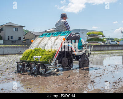 Farmer operating rice planter machine, with trays of rice seedlings, flooded rice fields, next to houses, Takamatsu, Kagawa, Japan