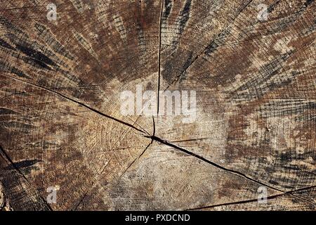 Tree trunk texture Stock Photo