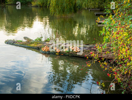 Orange fungi growing on a log in a lake. Stock Photo