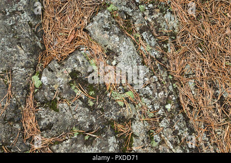 Flat bedrock with autum fallen old brown spruce leaves. Stock Photo