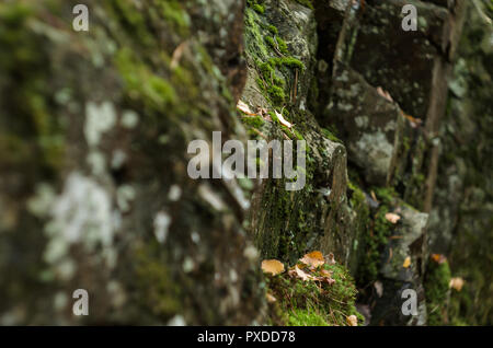 Surface of rock covered by lichenes and moss Stock Photo - Alamy