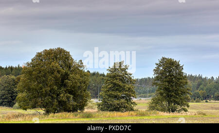 Three trees outside of Arninge, Sweden Stock Photo