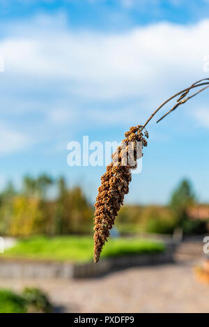 Foxtail Millet Hylander, Setaria italica, Poaceae. Close up of seed head. Stock Photo