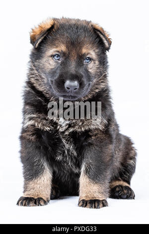 Working line german shepherd breeders hot sale near me