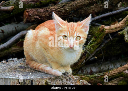 A  scared rusty-white tabby kitten sitting on a tree log and making eye contact, close-up view with cut tree branches on background Stock Photo