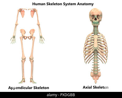 Human Skeleton System Appendicular and Axial Skeleton Anatomy Stock ...