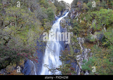 Aber Falls is in the Snowdonia National Park where the Afon Goch plunges from the Carneddau Range close to the village of Abergwyngregyn. Stock Photo