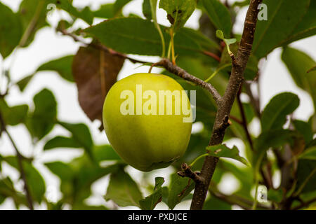 Appl hanging from apple tree Stock Photo