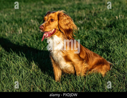 Cocker spaniel gun dog 2024 training