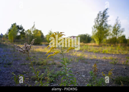 Single goldenrod occupied by few flies on the side of the road Stock Photo