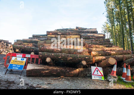 Stacks of cut up tree trunks after being felled due to being unsafe after lots of high winds. Warning signs in place to warn of danger. Stock Photo