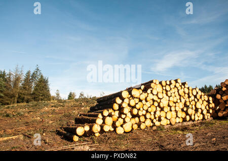 Stacks of cut up tree trunks after being felled due to being unsafe after lots of high winds. Will be recycled into other projects within the park. Stock Photo