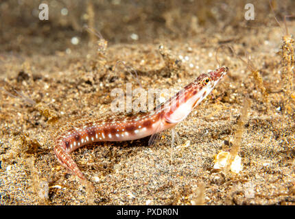 An orange throat pike blenny found in California's Channel Islands rests motionless on the bottom before darting away to his home in a worm tube. Stock Photo