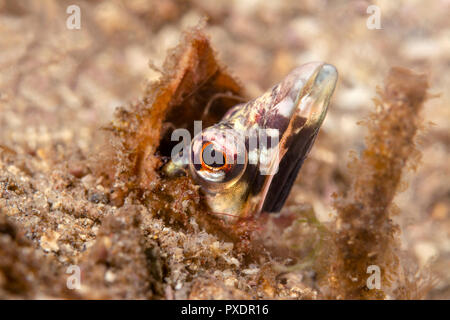 An orange throat pike blenny found in California's Channel Islands peers out from his worm tube for which he lives. Stock Photo