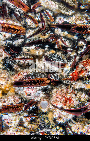 A colony of colorful mussels attached to a shallow reef are open so they can feed on debris from the moving water. Stock Photo