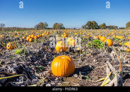 Pumpkin field on a sunny autumn day during an unusual late October heatwave, Sopley Farm near Sopley - pick your own pumpkin farm, Dorset, England, UK Stock Photo